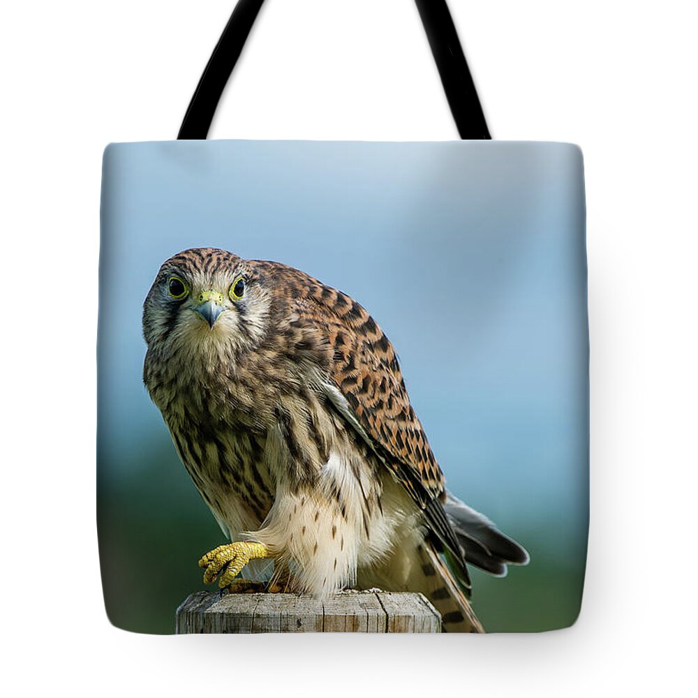 Kestrel Tote Bag featuring the photograph A beautiful young kestrel looking behind you by Torbjorn Swenelius
