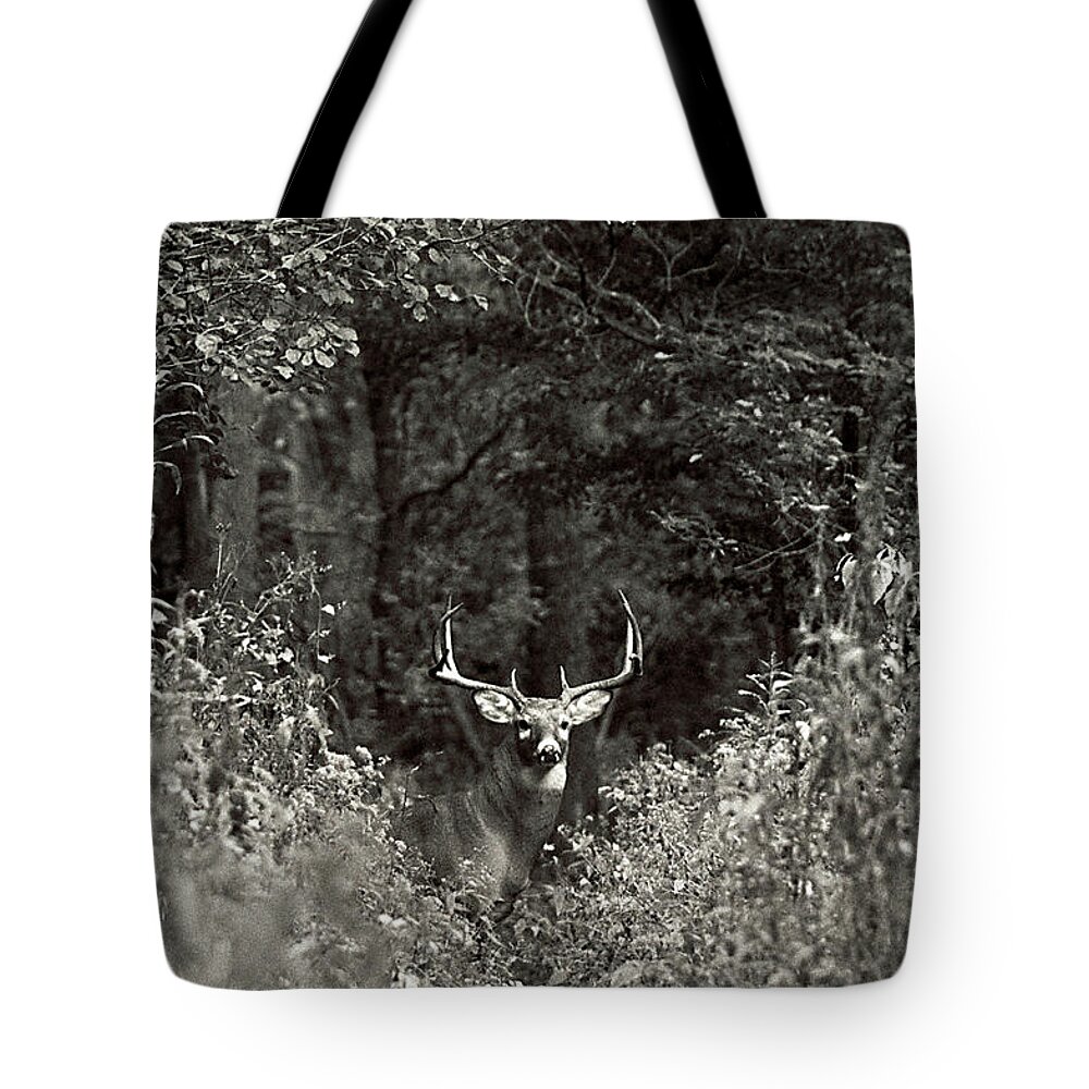 Black And White Tote Bag featuring the photograph A big buck in Rut by John Harmon