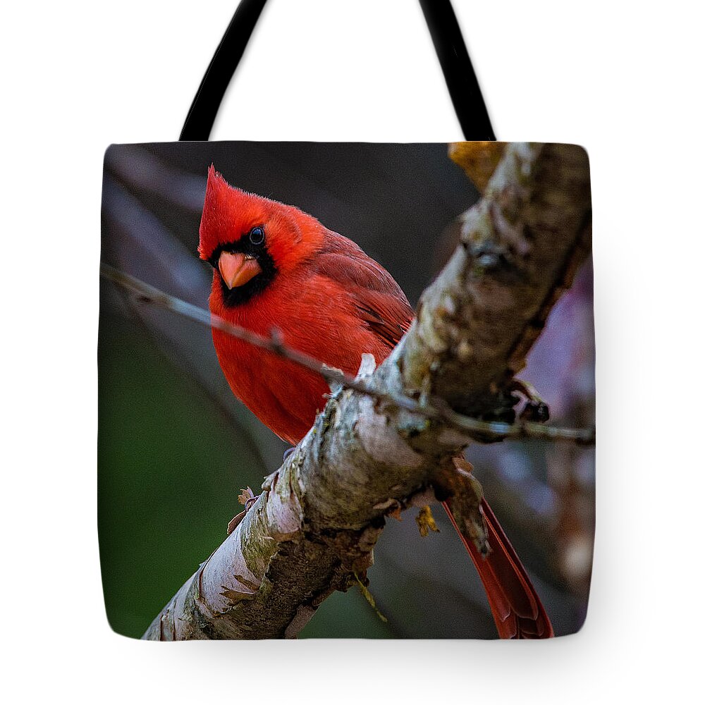 A Cardinal In Spring Prints Tote Bag featuring the photograph A Cardinal In Spring  by John Harding
