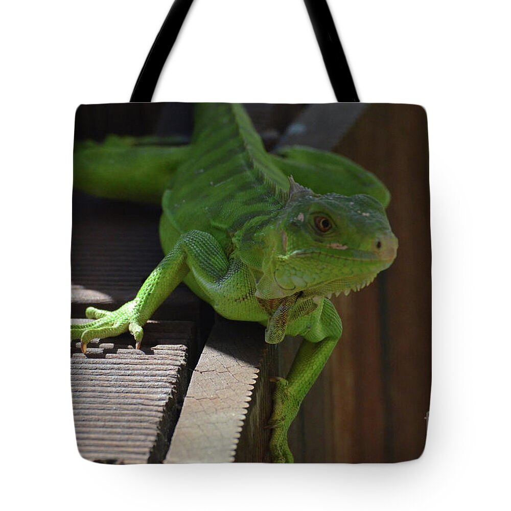 Iguana Tote Bag featuring the photograph A Close Look at a Green Iguana by DejaVu Designs