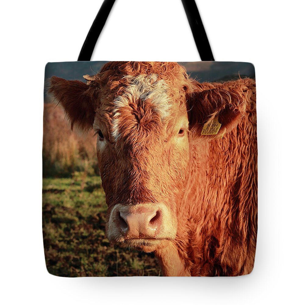 Red Cow Tote Bag featuring the photograph A Curious Red Cow by Maria Gaellman
