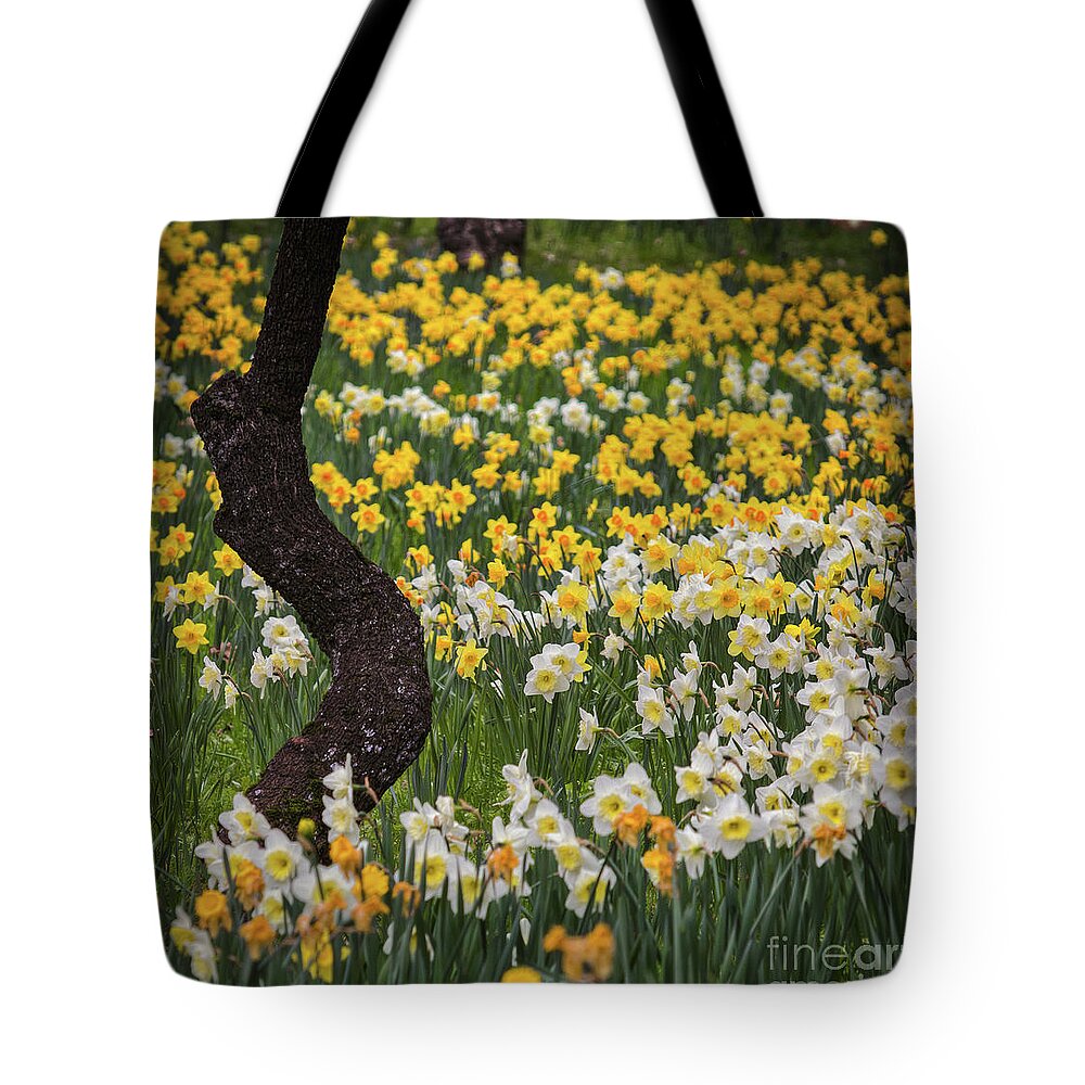 A Field Of Daffodils Tote Bag featuring the photograph A Field Of Daffodils by Mitch Shindelbower