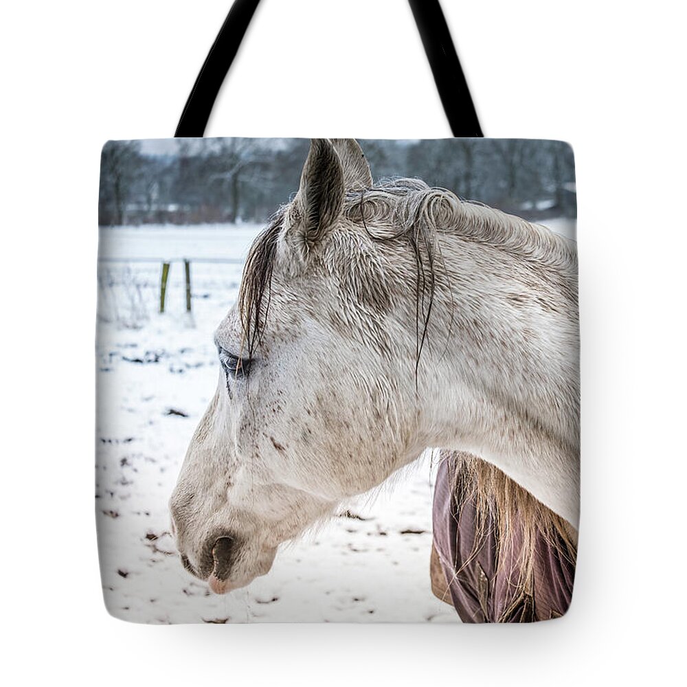 A Girlfriend Of The Horse Amigo By Marina Usmanskaya Tote Bag featuring the photograph A Girlfriend of the horse Amigo by Marina Usmanskaya