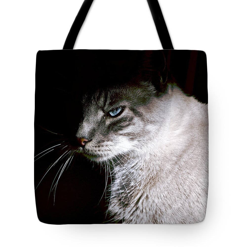 Cat Tote Bag featuring the photograph A Glare by Rachel Morrison