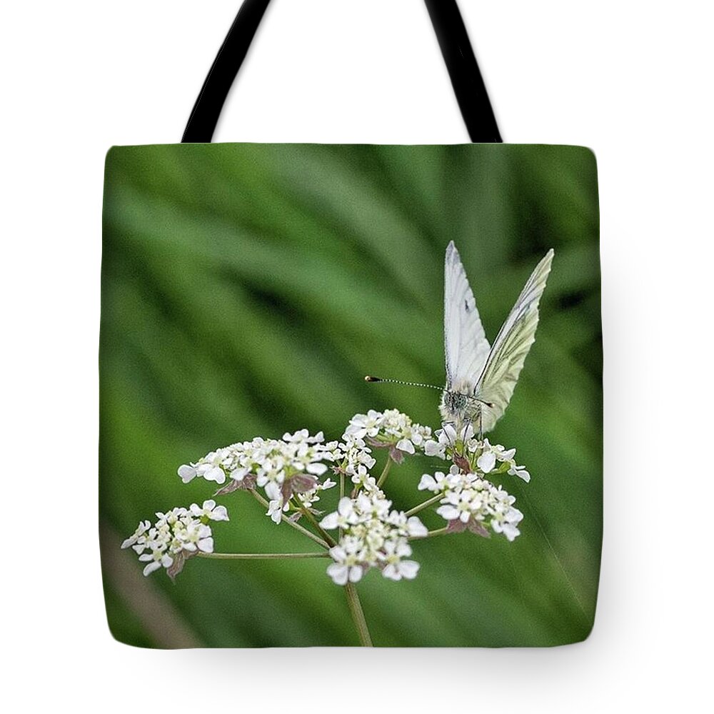 Insectsofinstagram Tote Bag featuring the photograph A Green-veined White (pieris Napi) by John Edwards