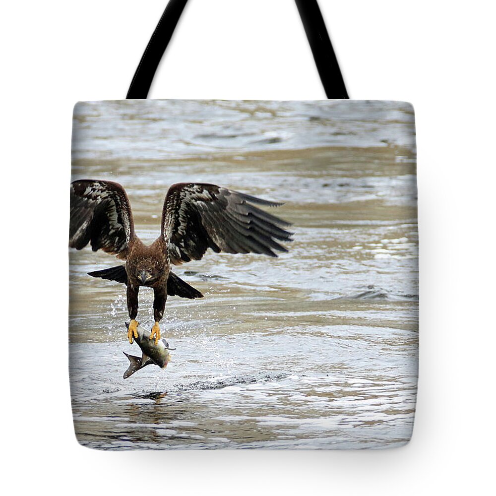 Bald Eagle Tote Bag featuring the photograph A Heavy Meal by Brook Burling