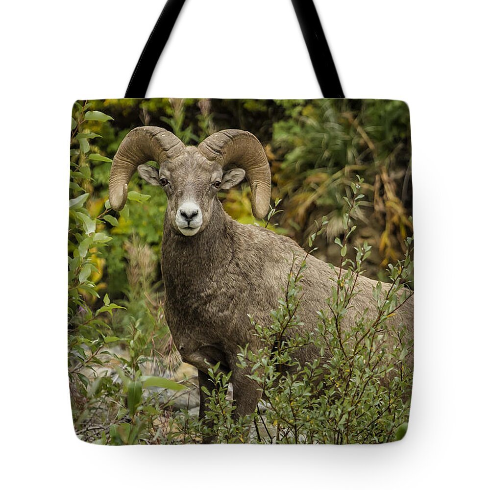 Rams Tote Bag featuring the photograph A Leader Among Sheep by Belinda Greb