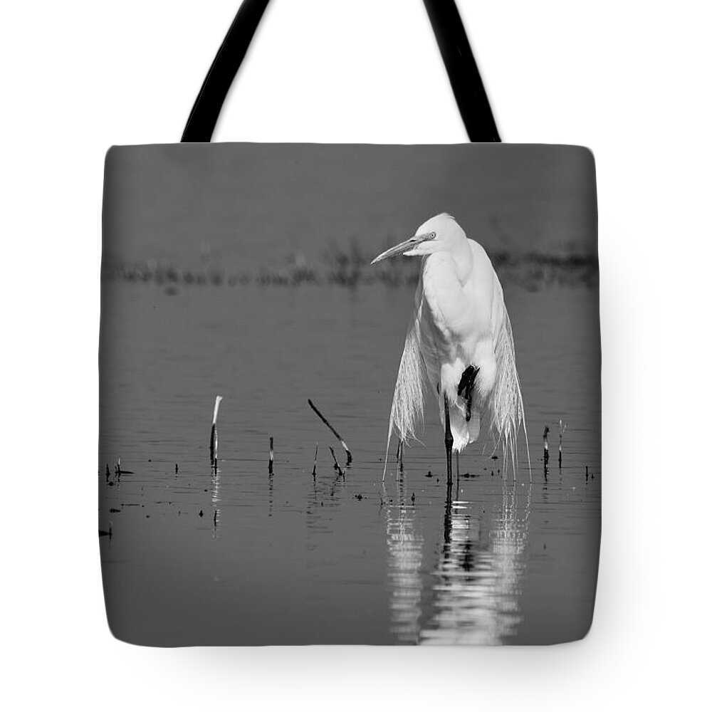 Elegance Tote Bag featuring the photograph Elegance -- Great Egret in Merced National Wildlife Refuge, California by Darin Volpe