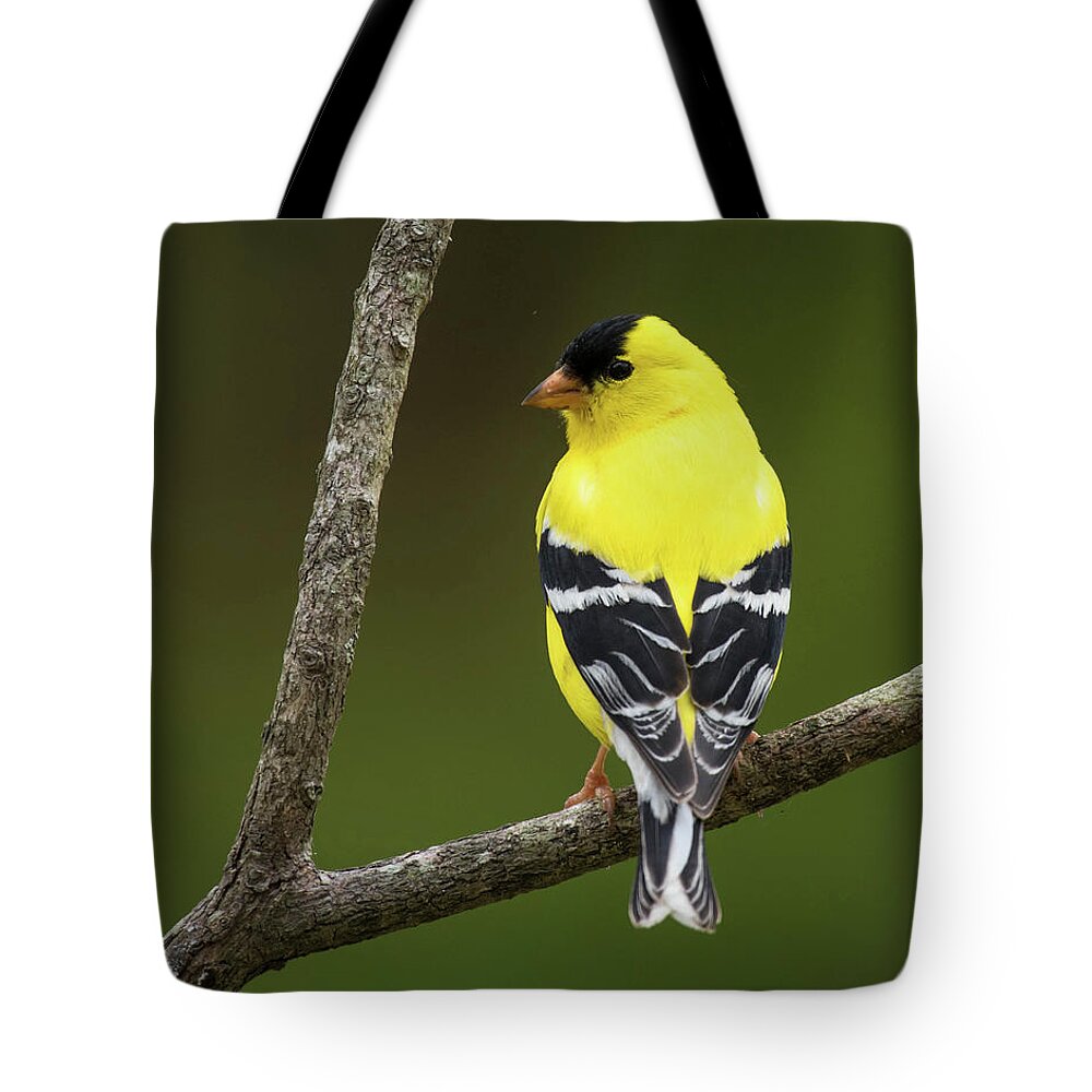 Bird Tote Bag featuring the photograph A Little Bit of Sunshine by Jody Partin