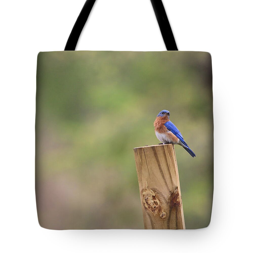 Eastern Bluebird Tote Bag featuring the photograph A Little Bluebird by Living Color Photography Lorraine Lynch