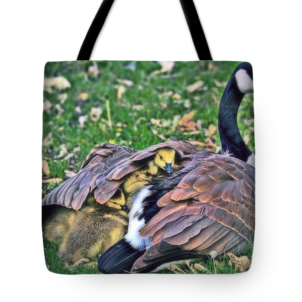 Canada Goose Tote Bag featuring the photograph A Mother's Warmth by Elizabeth Winter