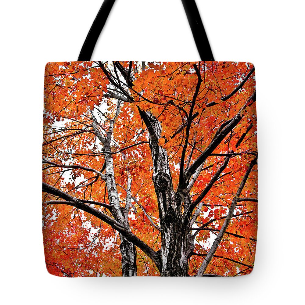 Tree Tote Bag featuring the photograph A New Beginning by Reynaldo Williams