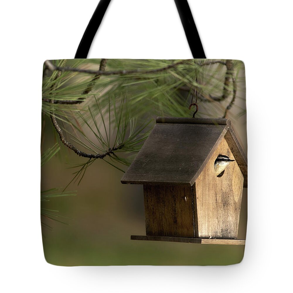 Bird Tote Bag featuring the photograph A New Occupant by Loni Collins