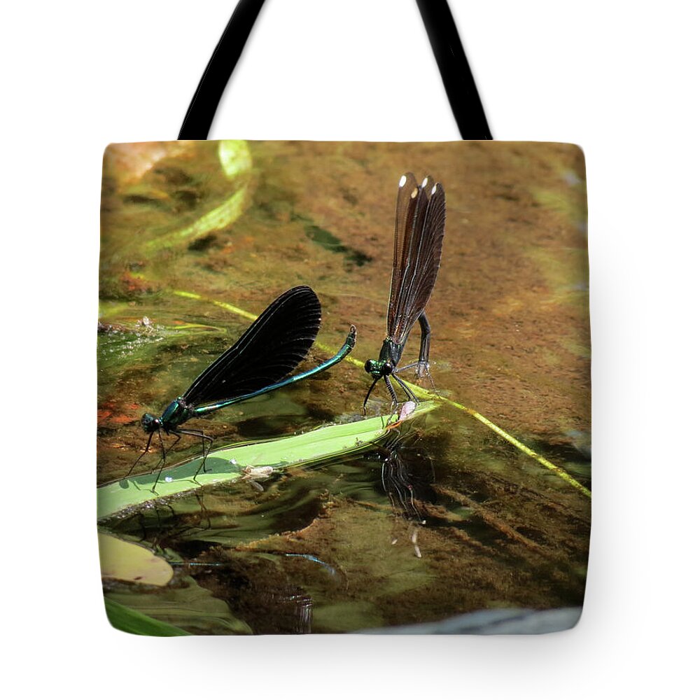 Damselfly Tote Bag featuring the photograph A pair alight by Azthet Photography
