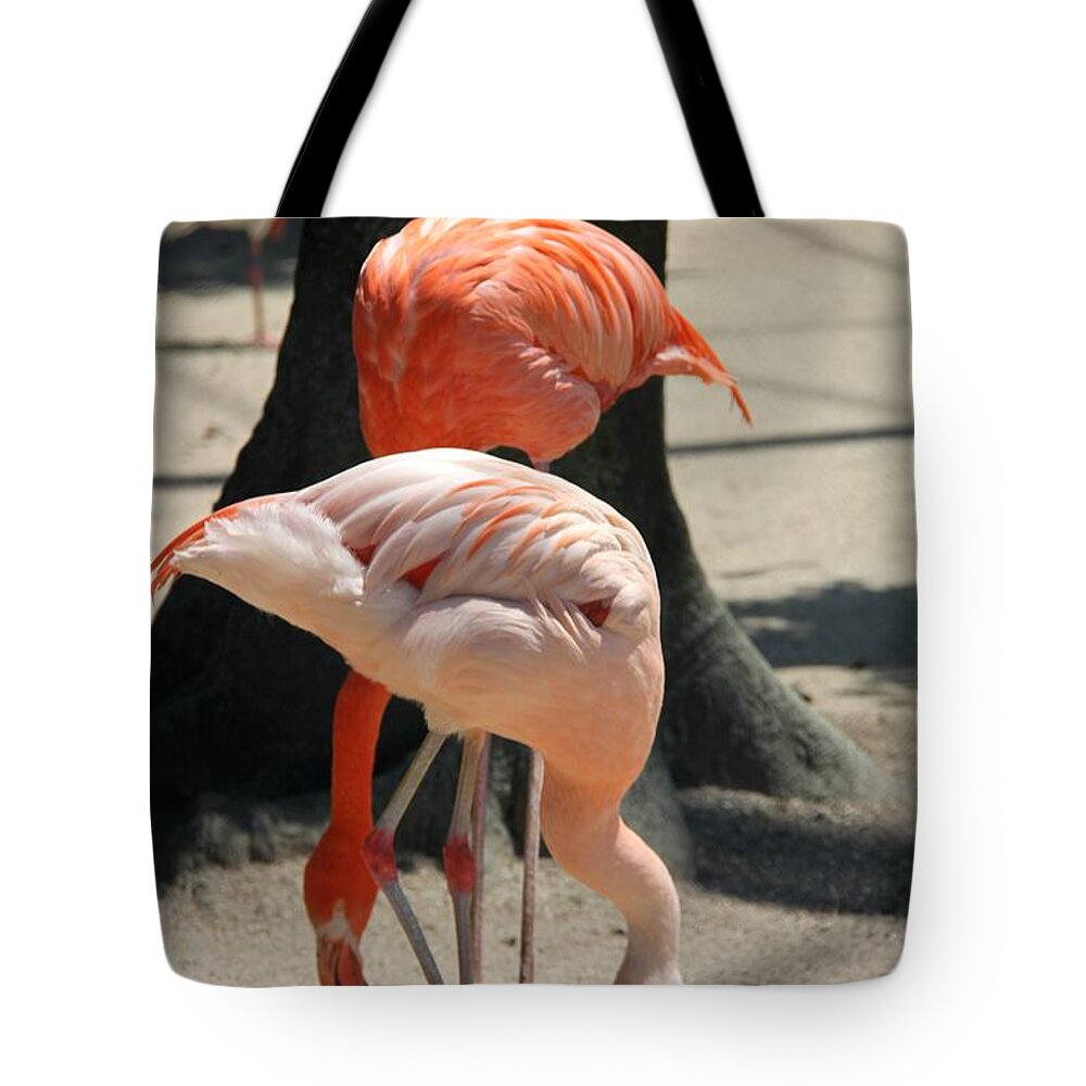 Flamingo Tote Bag featuring the photograph A Pair of Flamingo by Yumi Johnson