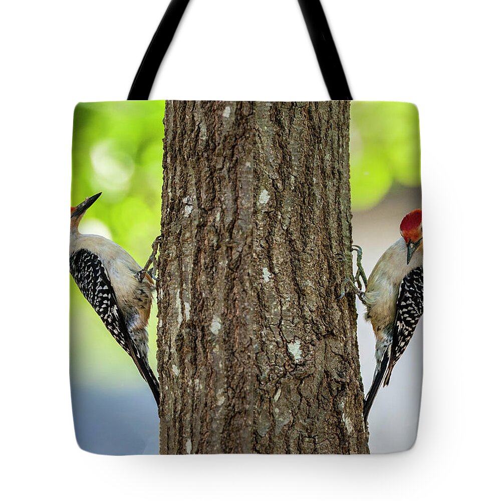 Birds Tote Bag featuring the photograph A Pair of Red Belly Woodpeckers by Cathy Kovarik
