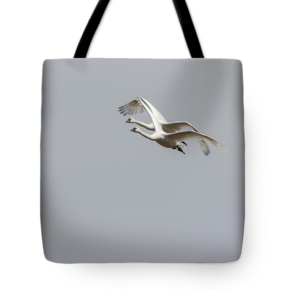 Tundra Swans (cygnus Columbianus) Tote Bag featuring the photograph A Pair of Swans 2017-1 by Thomas Young