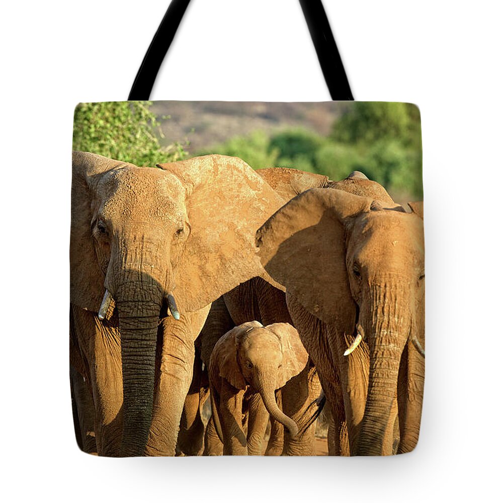 Elephants Tote Bag featuring the photograph A Parade of Elephants by Steven Upton