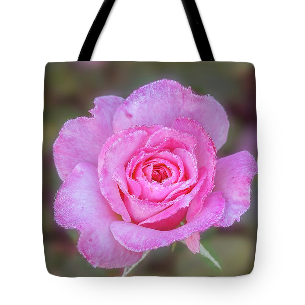 Rose Tote Bag featuring the photograph A pink rose kissed by morning dew. by Usha Peddamatham