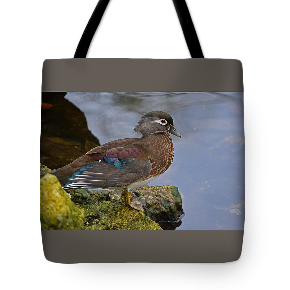 Painted Female Painted Wood Duck Tote Bag featuring the photograph A Pretty Female Painted Wood Duck by Judy Wanamaker