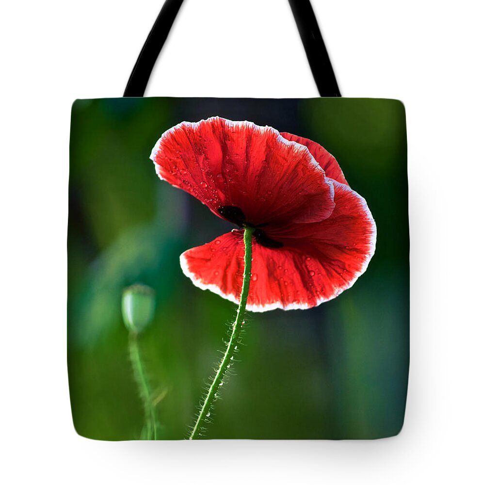 Poppy Tote Bag featuring the photograph A Red and White Poppy Flower by Rachel Morrison