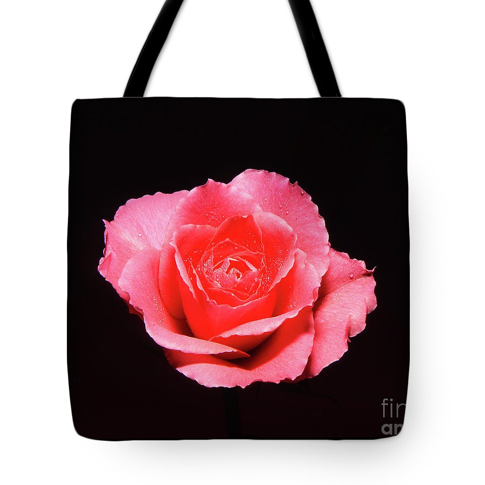 Rose Tote Bag featuring the photograph A rose is a rose is a rose by Casper Cammeraat
