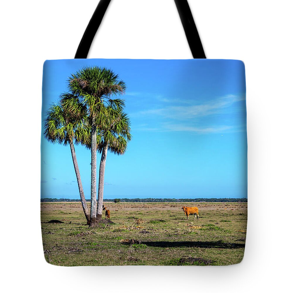 Plant Tote Bag featuring the photograph A Sabal Trio by W Chris Fooshee