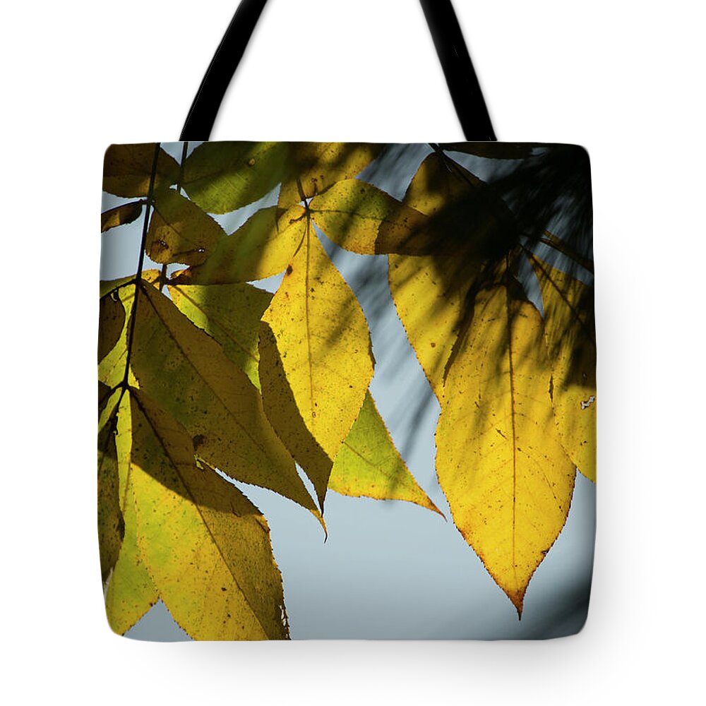 Fall Leaves Tote Bag featuring the photograph A Season Of Change by Mike Eingle