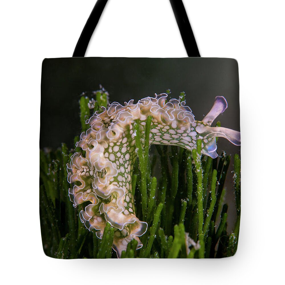 Scene Tote Bag featuring the photograph A Skirt Of Ruffles by Sandra Edwards