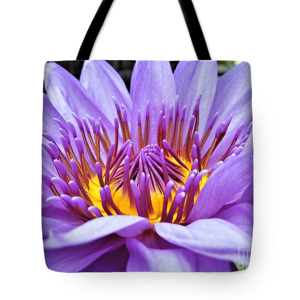 Water Lily Tote Bag featuring the photograph A Sliken Purple Water Lily by Chad and Stacey Hall