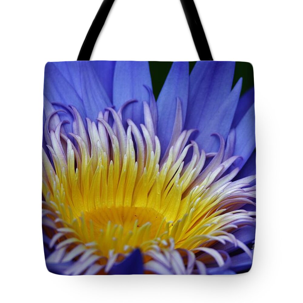 Water Lily Tote Bag featuring the photograph A Spot of Yellow by Julie Adair