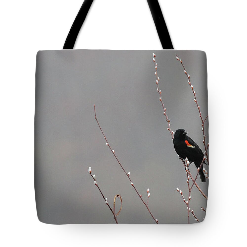 Spring Tote Bag featuring the photograph A Sure Sign of Spring by Karol Livote