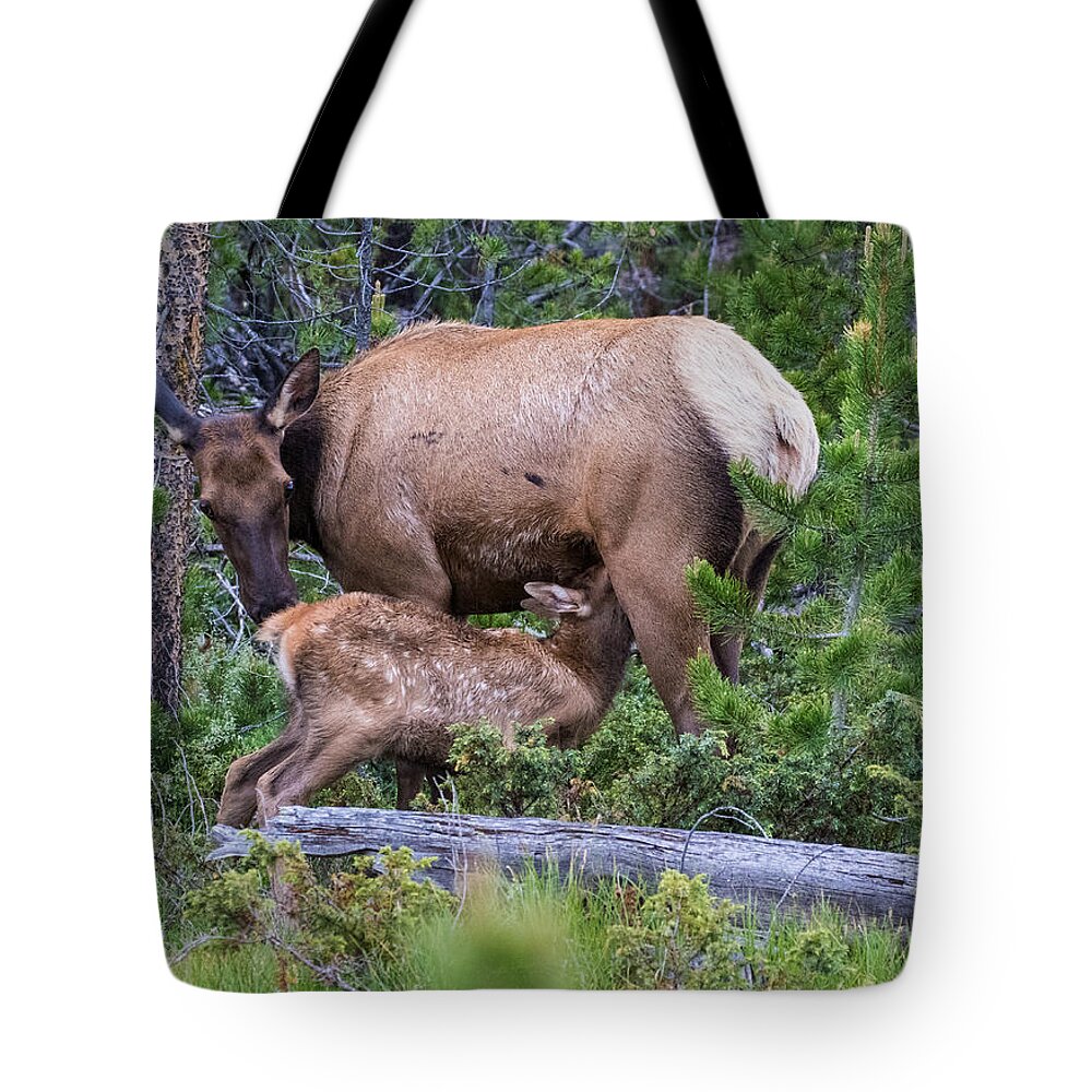 Elk Calf Tote Bag featuring the photograph A Sweet Moment In Time by Mindy Musick King