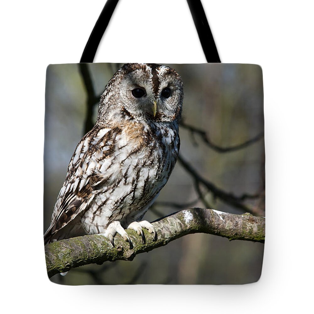 Tawny Owl Tote Bag featuring the photograph A Tawny Owl by Andy Myatt