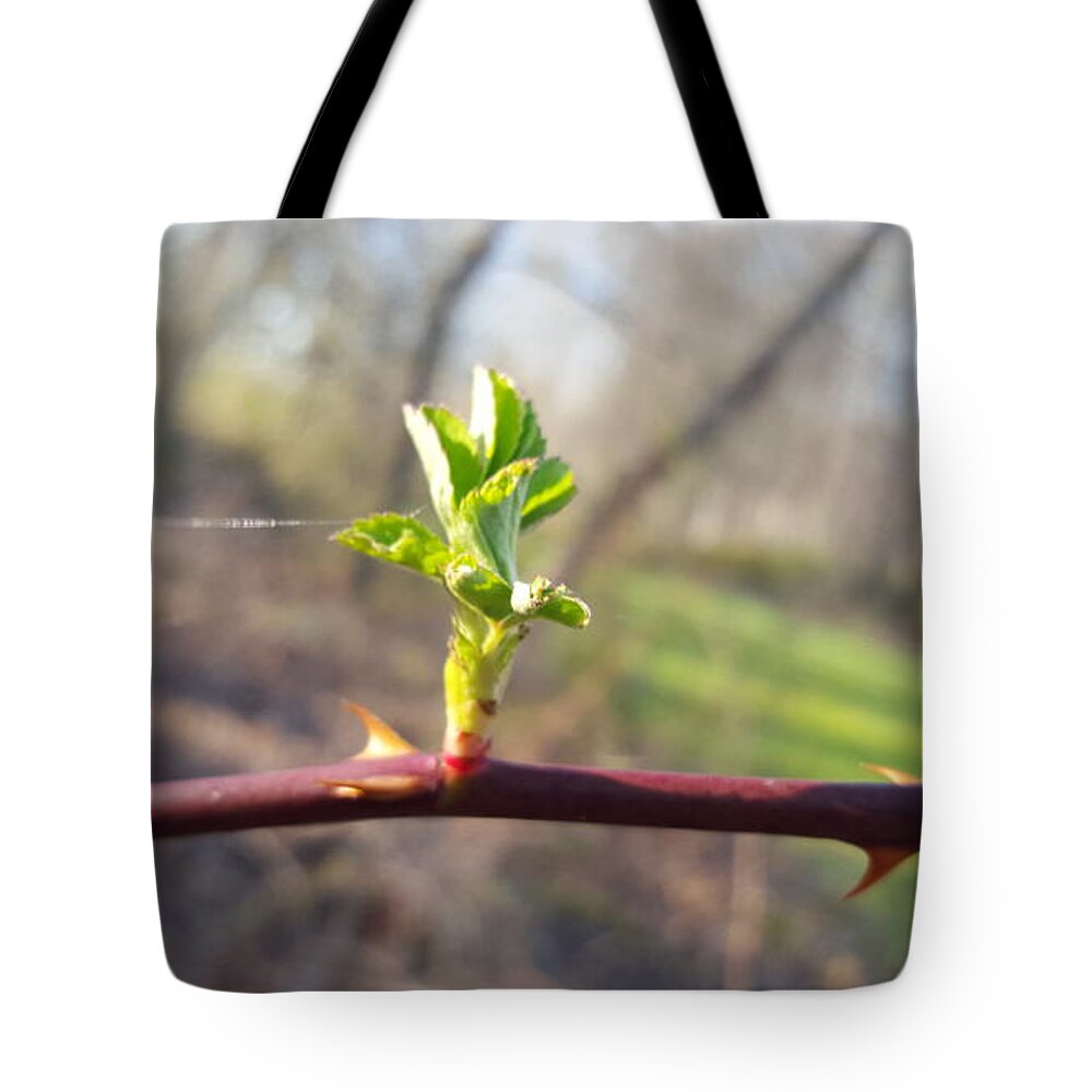 Plant Tote Bag featuring the photograph A Thread and a Thorn by Dani McEvoy