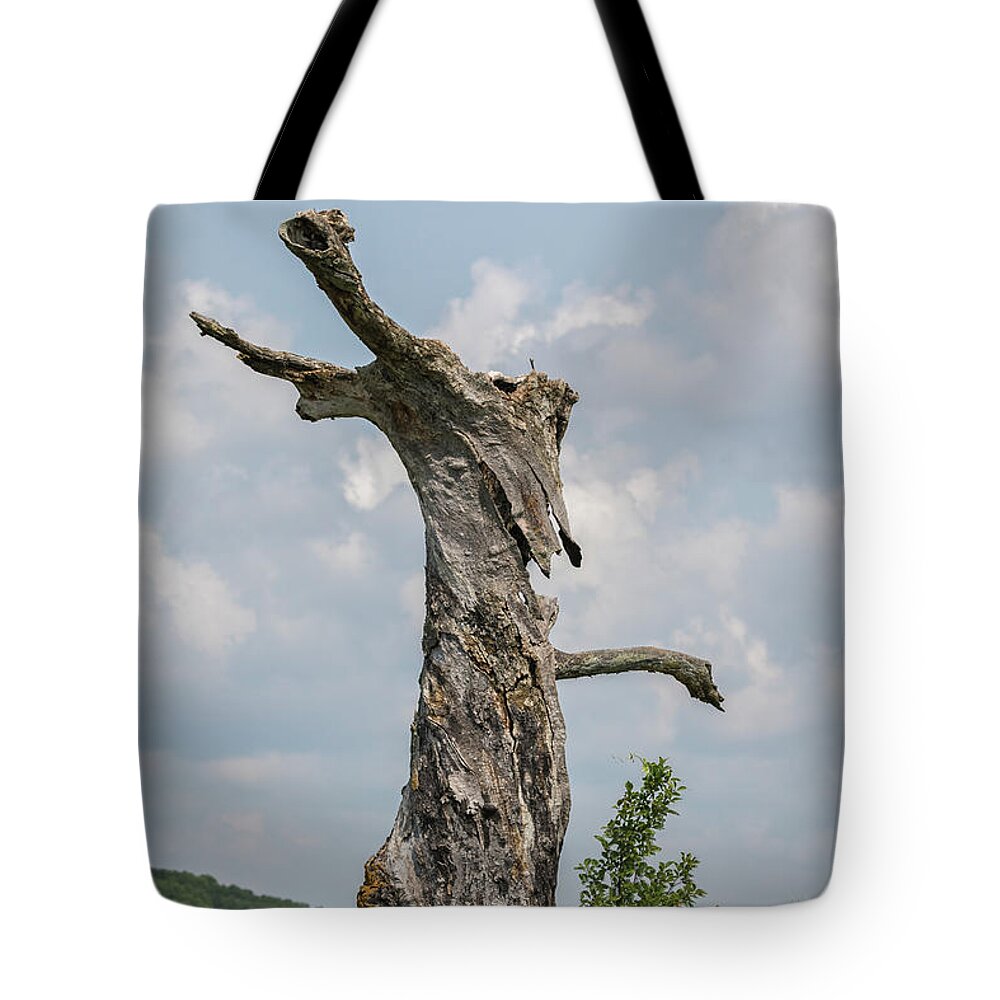 Old Tree Tote Bag featuring the photograph A Tree With A Face 2017-3 by Thomas Young