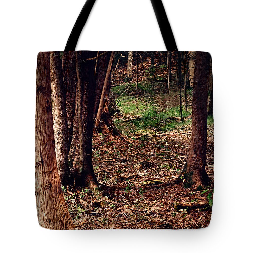 Forest Print Tote Bag featuring the photograph A Walk in the Forest by Gwen Gibson
