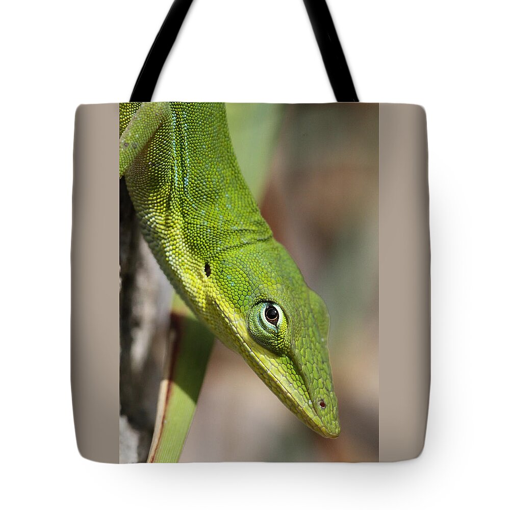 Green Anole Tote Bag featuring the photograph A Watchful Eye by Doris Potter
