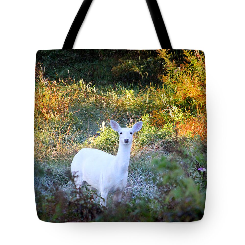 White Deer Tote Bag featuring the photograph A white Wonder by Brook Burling