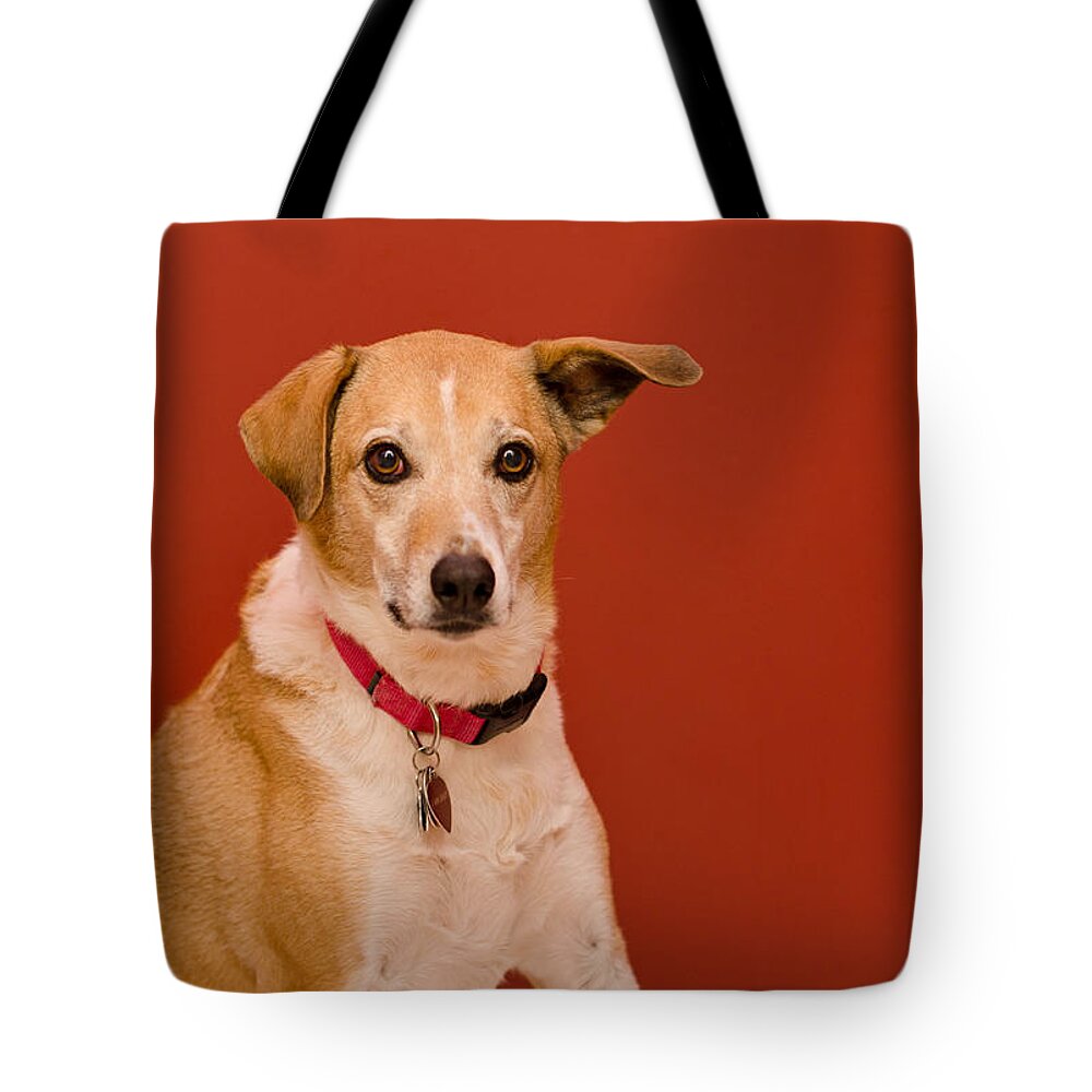 Pet Angel Photography Tote Bag featuring the photograph Abbie 1 by Irina ArchAngelSkaya