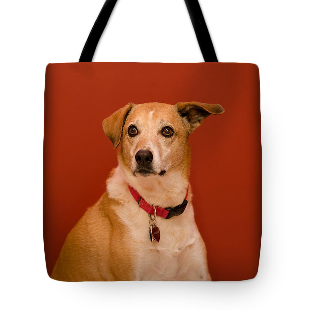 Pet Angel Photography Tote Bag featuring the photograph Abbie by Irina ArchAngelSkaya
