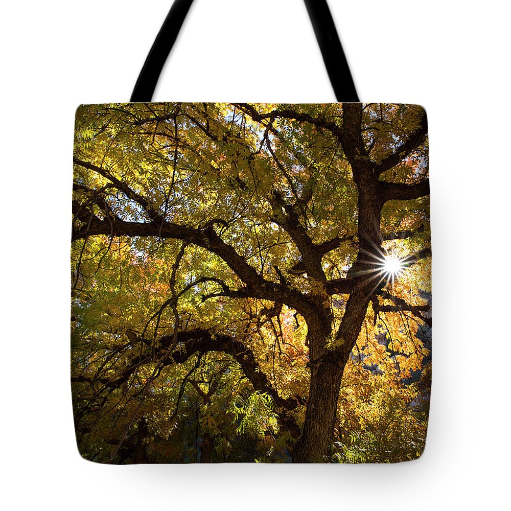 Autumn Tote Bag featuring the photograph Ablaze with Autumn's Color by Sue Cullumber