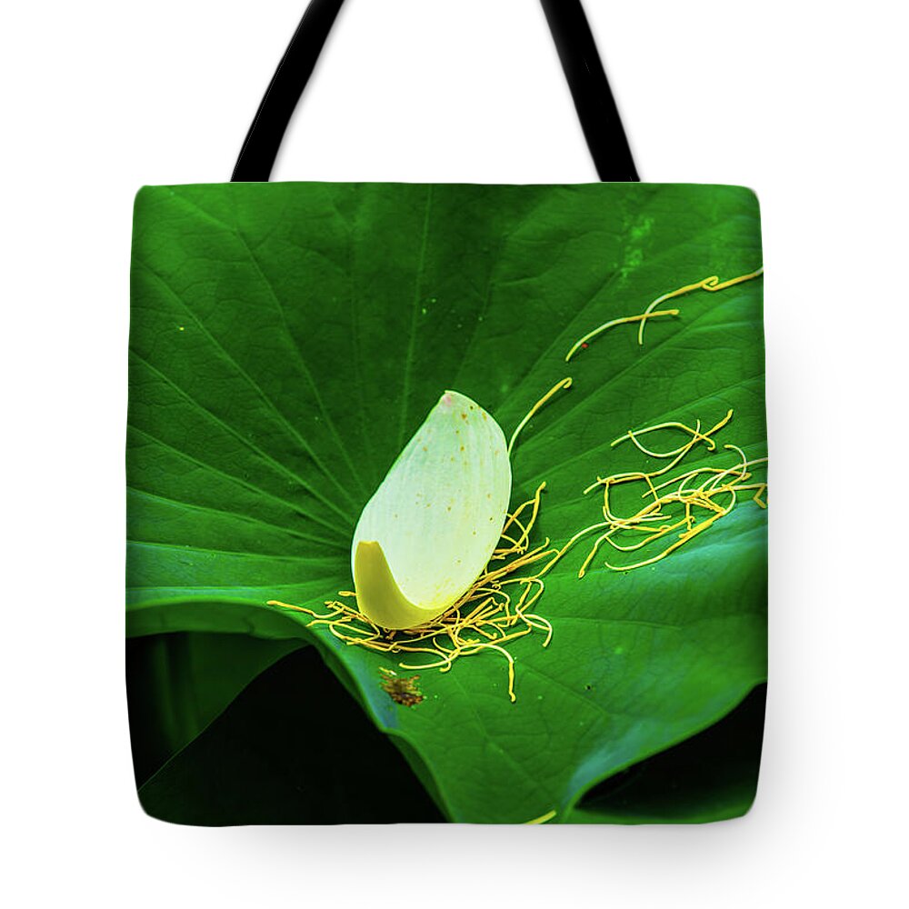 Bloom Tote Bag featuring the photograph Abstract Leaves of Green and Yellow by Dennis Dame