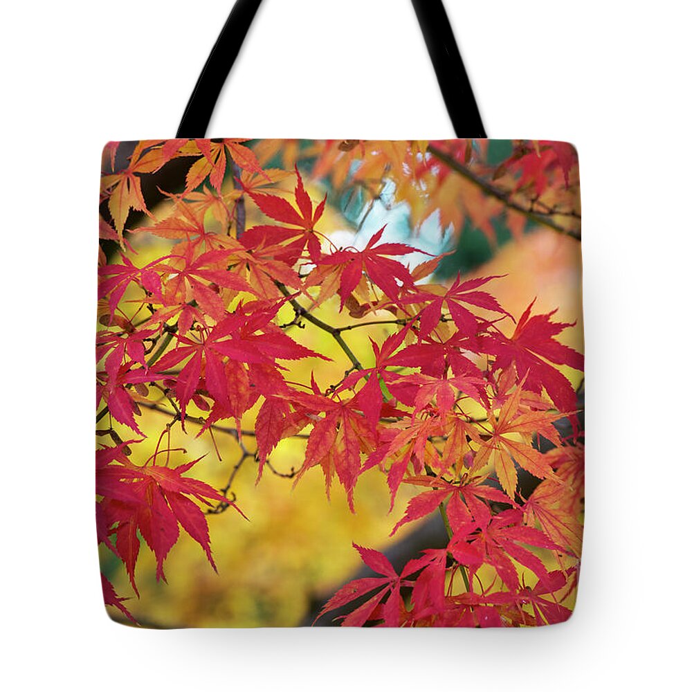 Acer Palmatum Elegans Tote Bag featuring the photograph Autumn Fire by Tim Gainey