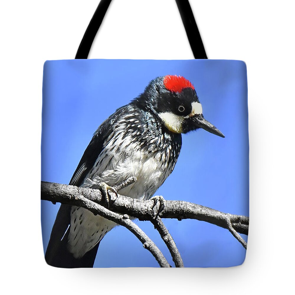 Bird Tote Bag featuring the photograph Acorn Woodpecker Close by Alan Lenk