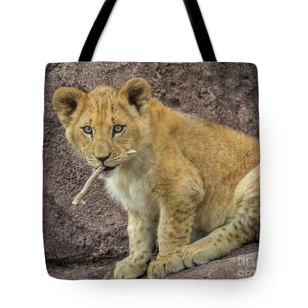 Adorable Lion Cub Tote Bag featuring the photograph Adorable Lion Cub by Karen Jorstad