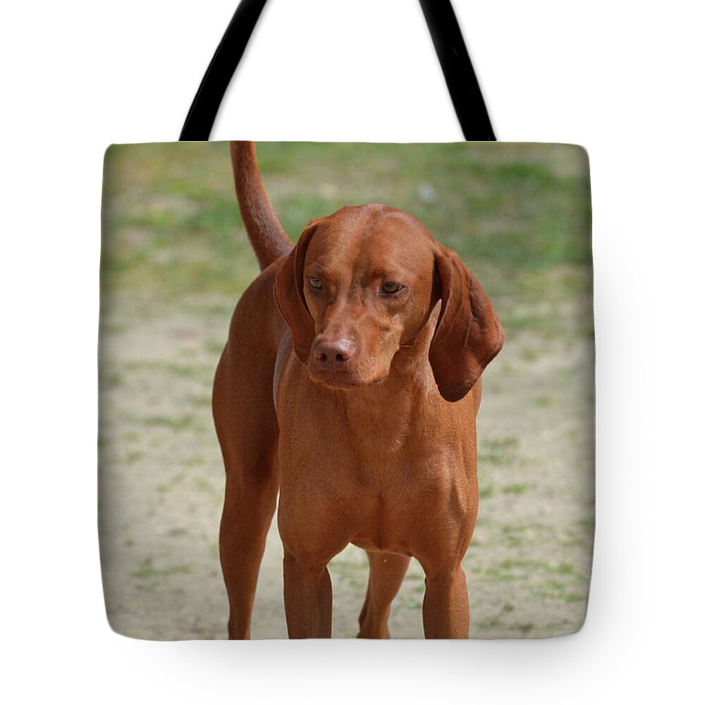 Redbone Coonhound Tote Bag featuring the photograph Adorable Redbone Coonhound Standing Alone by DejaVu Designs