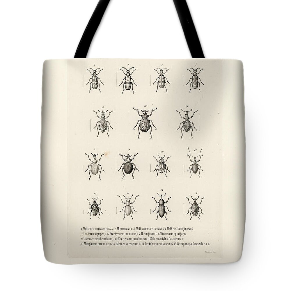 Beetles Tote Bag featuring the drawing African Beetles by Bernhard Wienker