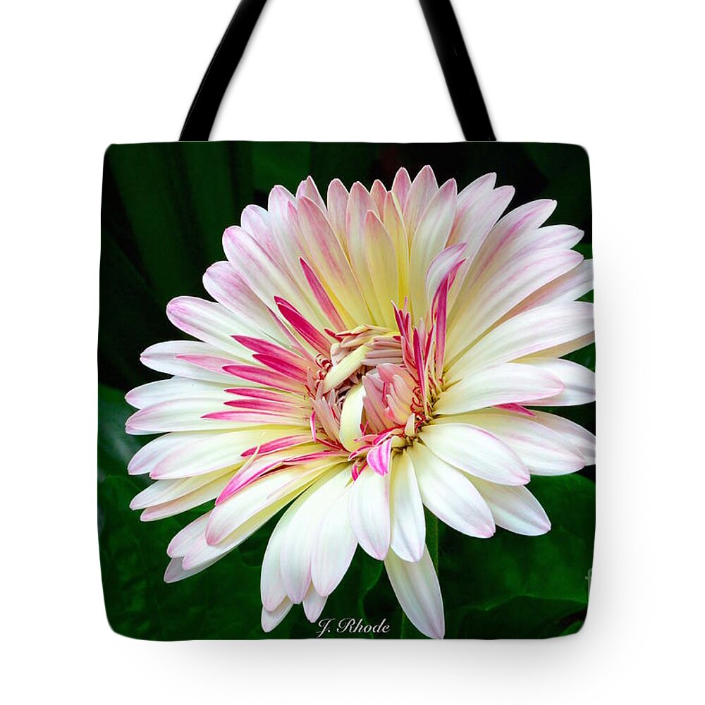 African Daisy Flame Tote Bag featuring the photograph African Daisy Flame by Jeannie Rhode