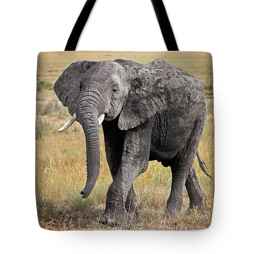 African Wildlife Tote Bag featuring the photograph African Elephant Happy And Free by Gill Billington
